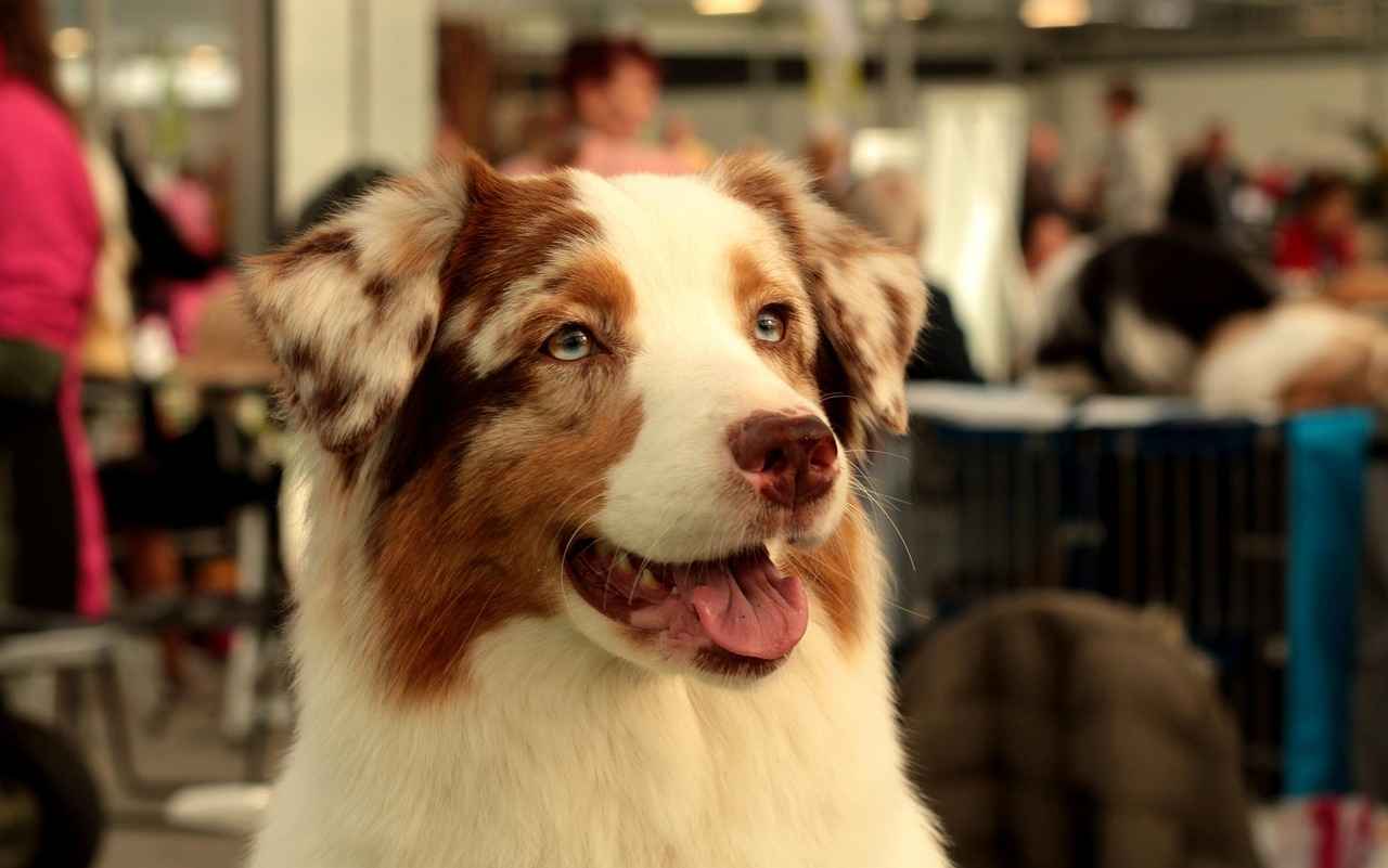 Australian Shepherd Haircut Styles: Best Grooming Tips for a Fluffy Coat Australian Shepherd Haircut Styles: Best Grooming Tips for a Fluffy Coat