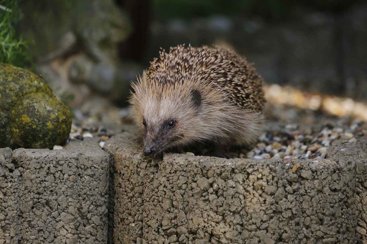 Short Haircut Styles for Men: Modern and Classic Looks for Every Face Shape Short Haircut Styles for Men: Modern and Classic Looks for Every Face Shape
