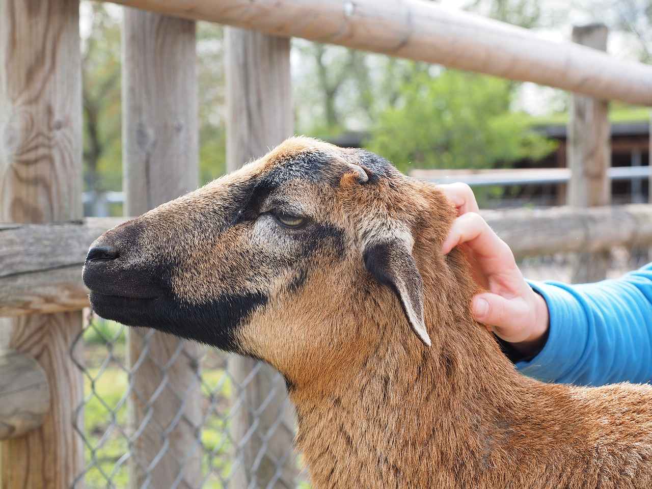 Short Haircut Styles for Thick Wavy Hair: Tame the Waves with These Cuts Short Haircut Styles for Thick Wavy Hair: Tame the Waves with These Cuts