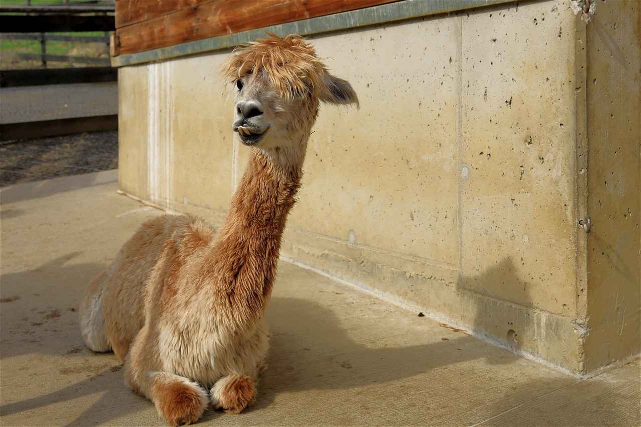 Styling Bob Haircut: How to Achieve the Perfect Bob Hairstyle Styling Bob Haircut: How to Achieve the Perfect Bob Hairstyle