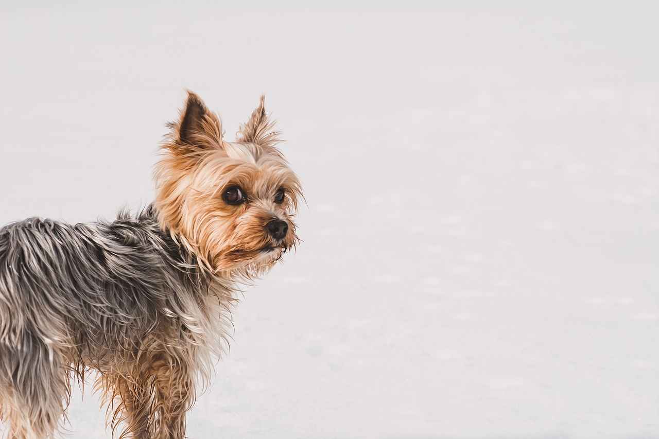 Yorkie Haircut Styles: Adorable Grooming Ideas for Your Yorkshire Terrier Yorkie Haircut Styles: Adorable Grooming Ideas for Your Yorkshire Terrier