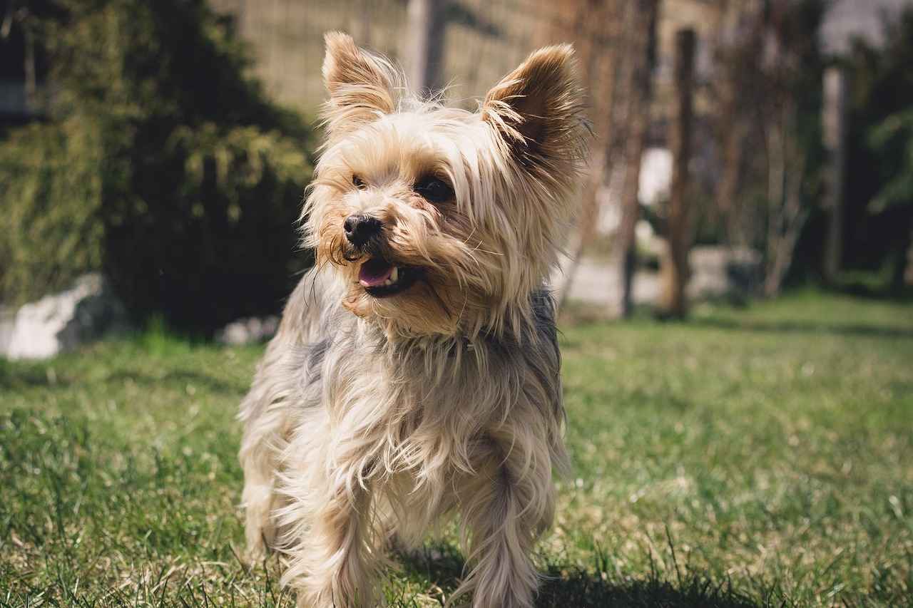 Yorkie Poo Haircuts Styles: The Cutest Grooming Looks for Your Pup Yorkie Poo Haircuts Styles: The Cutest Grooming Looks for Your Pup
